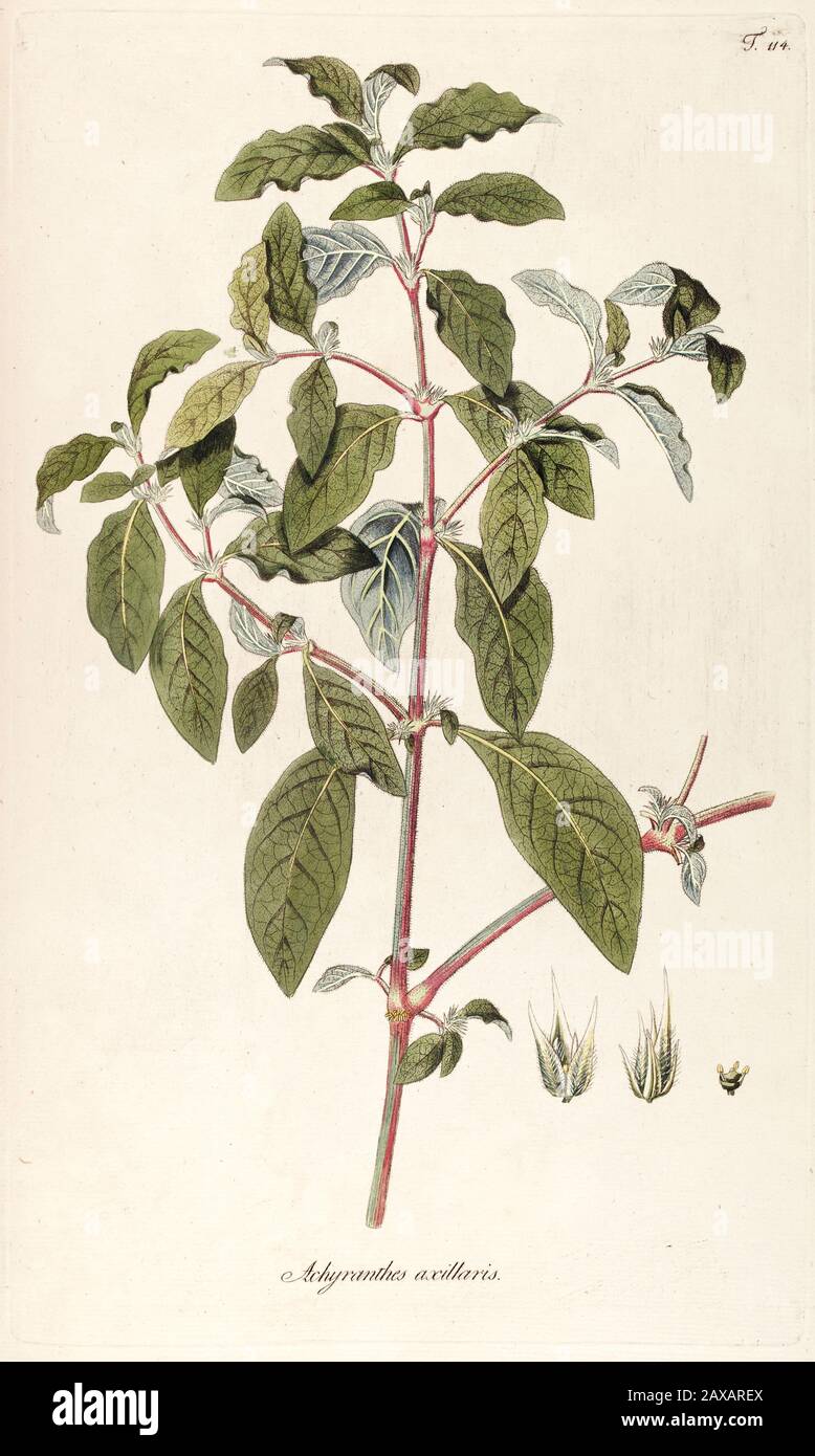 Hand painted botanical study of achirantes axillaris flower anatomy from Fragmenta Botanica by Nikolaus Joseph Freiherr von Jacquin or Baron Nikolaus Stock Photo
