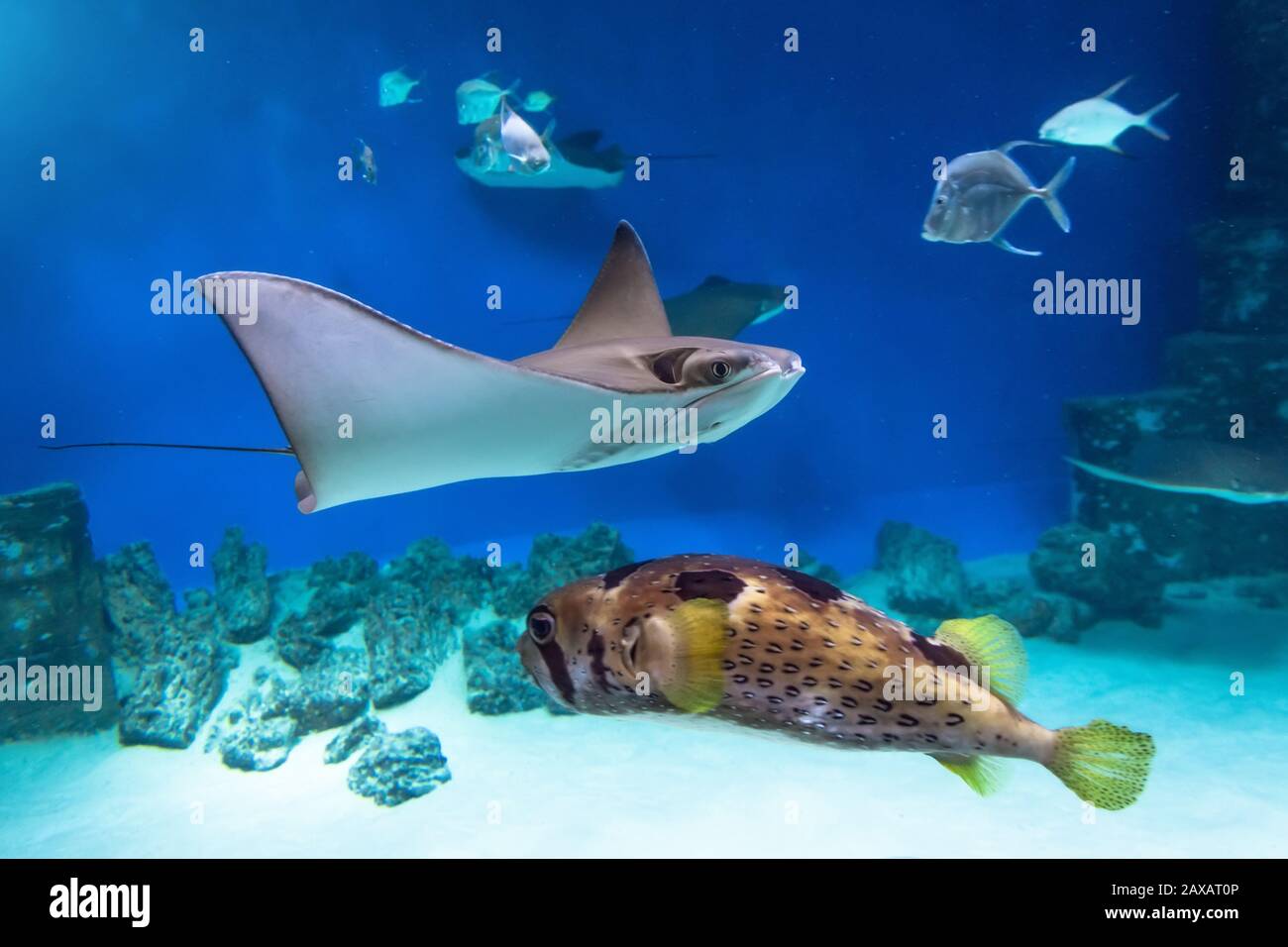 Stingrays and fish hedgehog are swimming on the blue sea near the underwater rocks and white sand Stock Photo