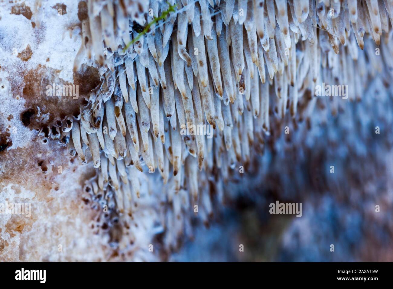 Sarcodon imbricatus, known as squamous hedgehog or flaky tooth. Close-up of the bottom of a fungus. Spain Stock Photo