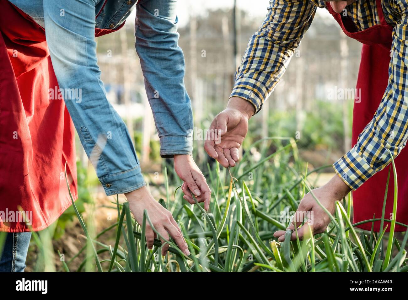 Onion harvesting hi-res stock photography and images - Alamy