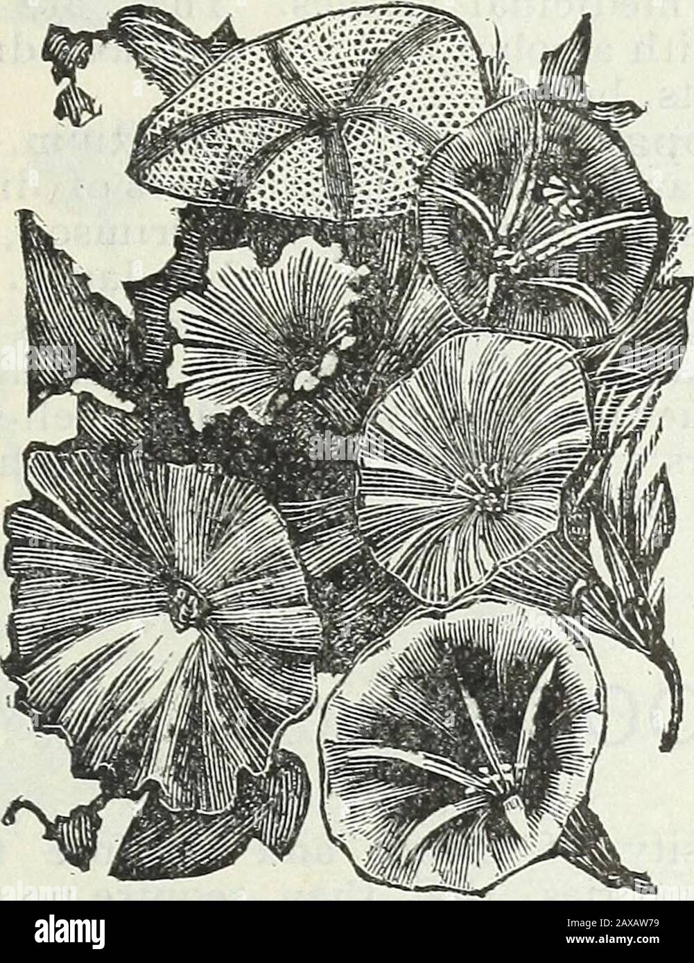 Steckler's seed catalogue and garden manual for the southern states : 1902 . Maurandia Barclayana. Ipomaea Quamoclit rosea. Red Cy-press Vine. Very beautiful, delicate foli-age of rapid growth, with scarlet star-shaped flowers. Ipomaea Quamoclit alba. White Cy-press Vine. The same as the Red variety. Lathyrus odoratus. Sweet Peas. Beau-tiful flowers of all colors, very showy.Good for cut flowers. Six feet high. De-cember till April We Carry a„t&lt; uil^ine of Planet, Jr., Hand Tools. GARDEN MANUAL FOR THE SOUTHERN STATES. 119 Maurandia Barclay ana. Mixed Maii-randia. A slender growing vine of Stock Photo