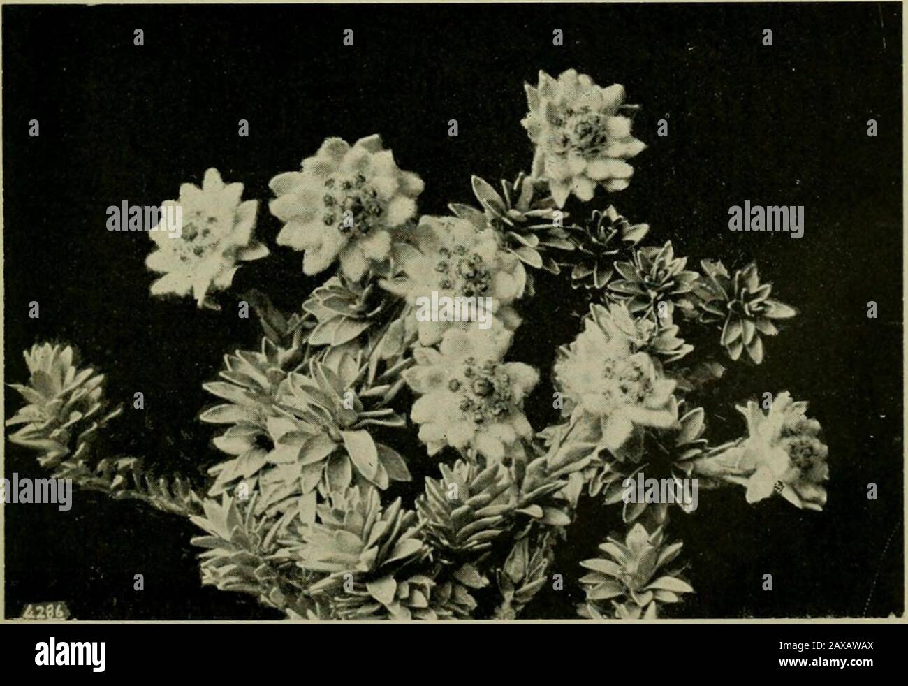 New Zealand plants and their story . Fig. 56.—The siDaniard {Acijihijlla (ali nsm) giowmgin scrub on Mount Perceval, near Hanmer. [Photo. C. E. Chrinfensen.. Fig. 57.—The tiowers of the North Island etlehveis.s {Lrucugenes Leoniopodium) [Photo, W. C. Bavies. Fig. 58.—In centre the alpine eyebright (Euphrasia Moitrui), and surroundingit a dense mat of the mat-raouha (Raoulia tenuicaulis). Bed of the PunchBowl Creek, Bealey Valley (Canterbury). [Photo, L. Cockayne. Stock Photo