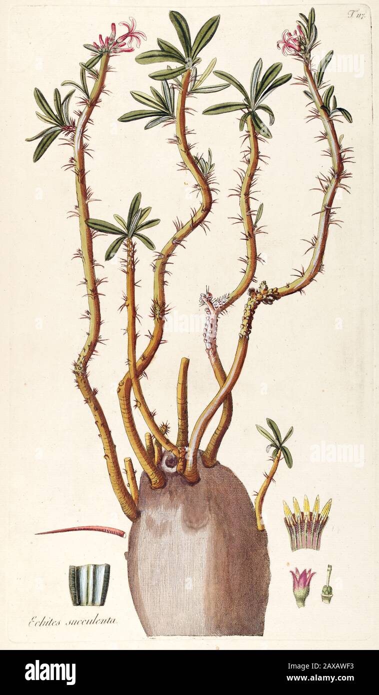 Hand painted botanical study of an Echites Succulent plant anatomy from Fragmenta Botanica by Nikolaus Joseph Freiherr von Jacquin or Baron Nikolaus v Stock Photo