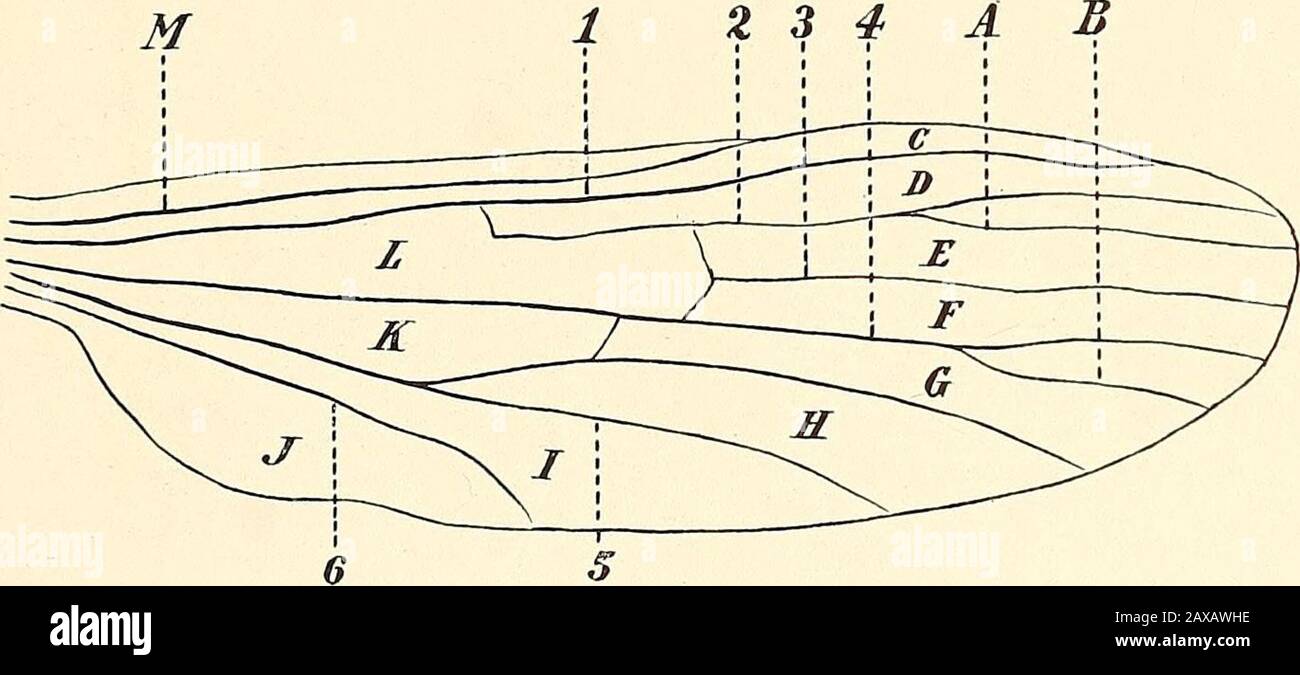 The Malarial Fevers Haemoglobinuric Fever And The Blood Protozoa Of Man He Salivary Glands Really Appendages Of The Alimentary Canal Have Also To Be Considered In This Relation The Alimentary Canal Commencing With