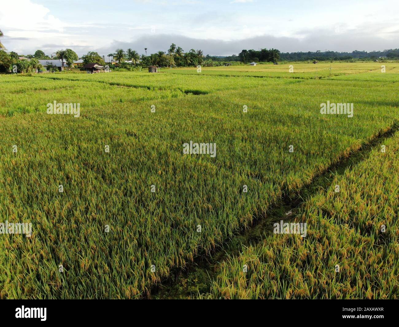 A top down aerial view of a paddy field with farmers at work. Located