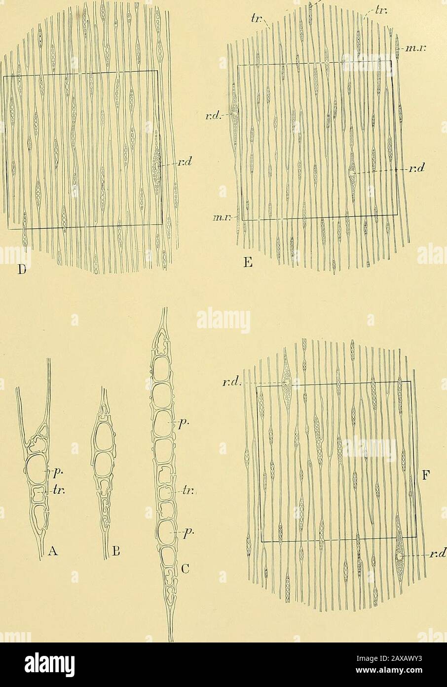 Report upon the forestry investigations of the U.SDepartment of agriculture1877-1898 . Tangential Sections of Pinus t/eda, heterophylla, and glabra. A, PiNCS HKTEROPHYLLA. Radial and tangential sections of a transversethe medullary ray; p., parenehynia cells of the same B-ff, PlNUS RLADRA. S -  0-G, tangential o^v^wwuo ^^i ...^«v*—j .„^^,-,- . H, Pinus tjuda. Tangential sections of medullary rays m oprmg and summer wooa.Original magnified s;, illustrations about »?°. medullary ray; tr., tracheids ot ^ duct; r. rf, rdsin duct; vi. , common tracheids or wood fibers,st teugenSalSon of* a trauTve Stock Photo