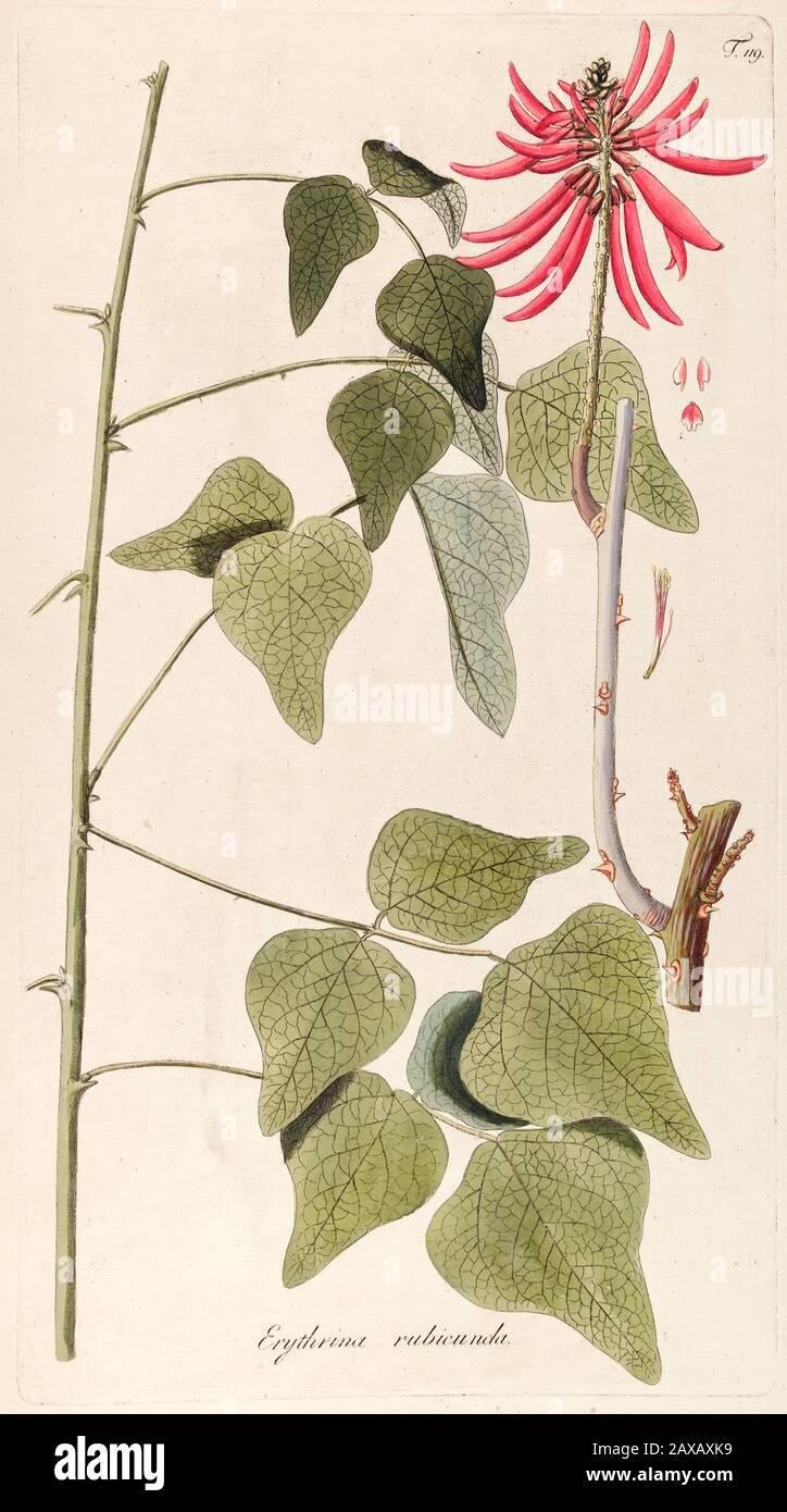Hand painted botanical study of Erythrina rubicunda (Cherokee bean  Erythrina herbacea) flower anatomy from Fragmenta Botanica by Nikolaus Joseph Frei Stock Photo