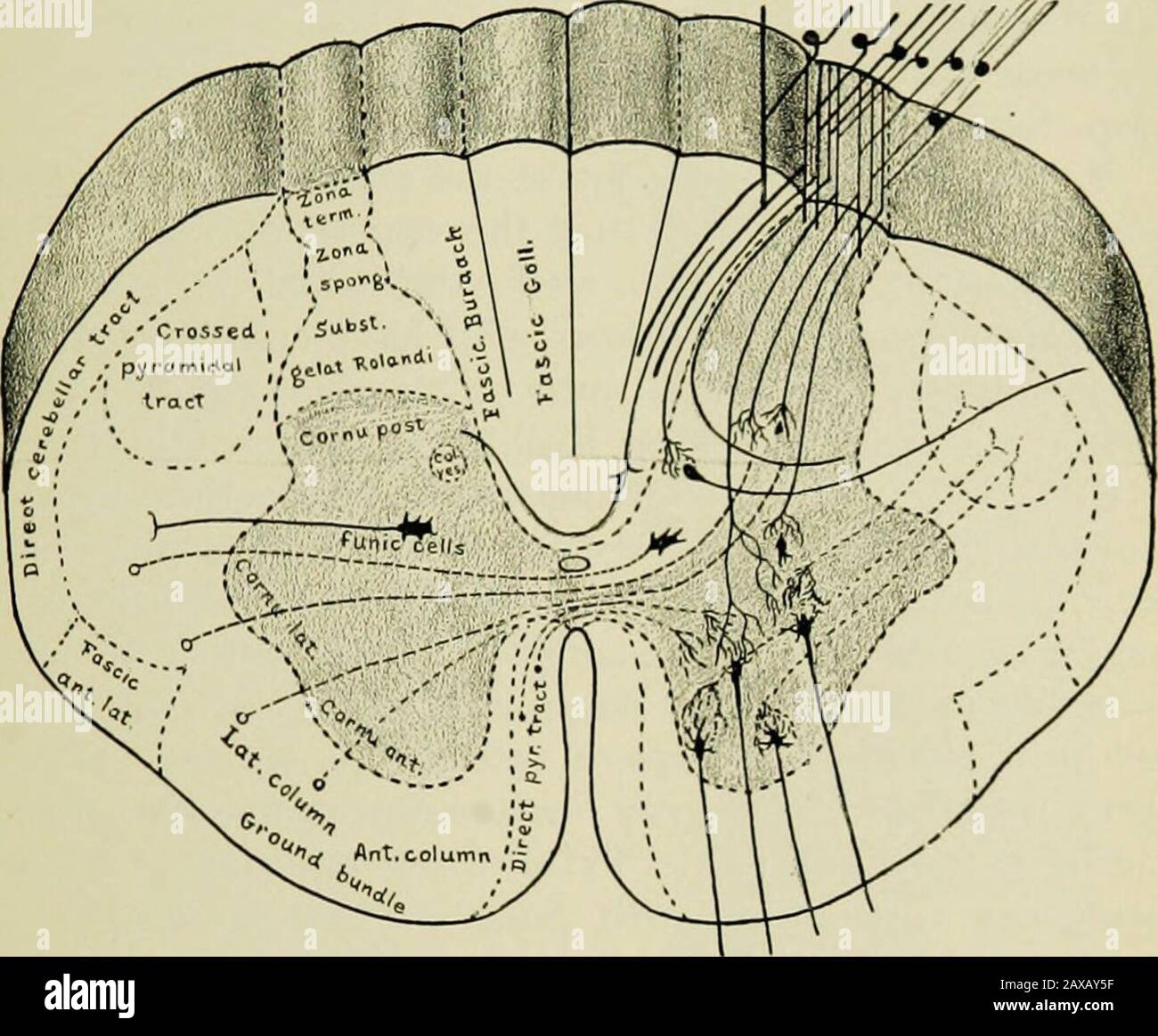 anterior commissure spinal cord