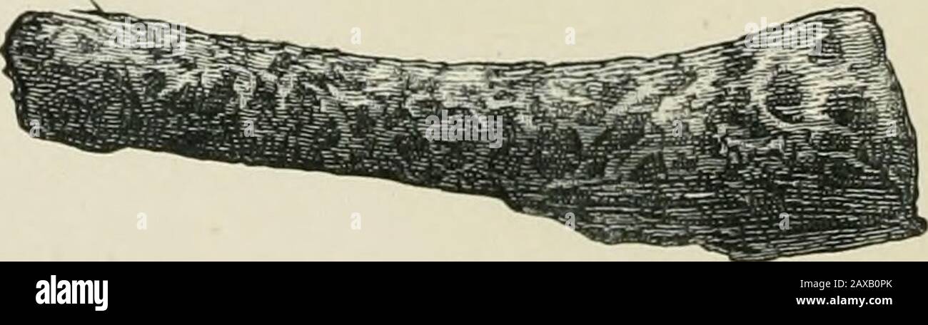 Ancient Scottish lake-dwellings or crannogs : with a supplementary chapter on remains of lake-dwellings in England . curved portion, with a hole, about 1 inch from the end,passing completely through it. Fig. 96 was evidently usedas a hook, as the stem portion is smoothly bored and made suitable for a handle.Fig. 97 is a small por-tion made into a ring.The last object figuredunder this head is abodkin 8 inches long,finely polished all over, and pointed at the tip as if with asharp knife. The other end, which is large and circular, is. Fig. 100.—Portion of Horn Handle foundalong with Iron Knife, Stock Photo