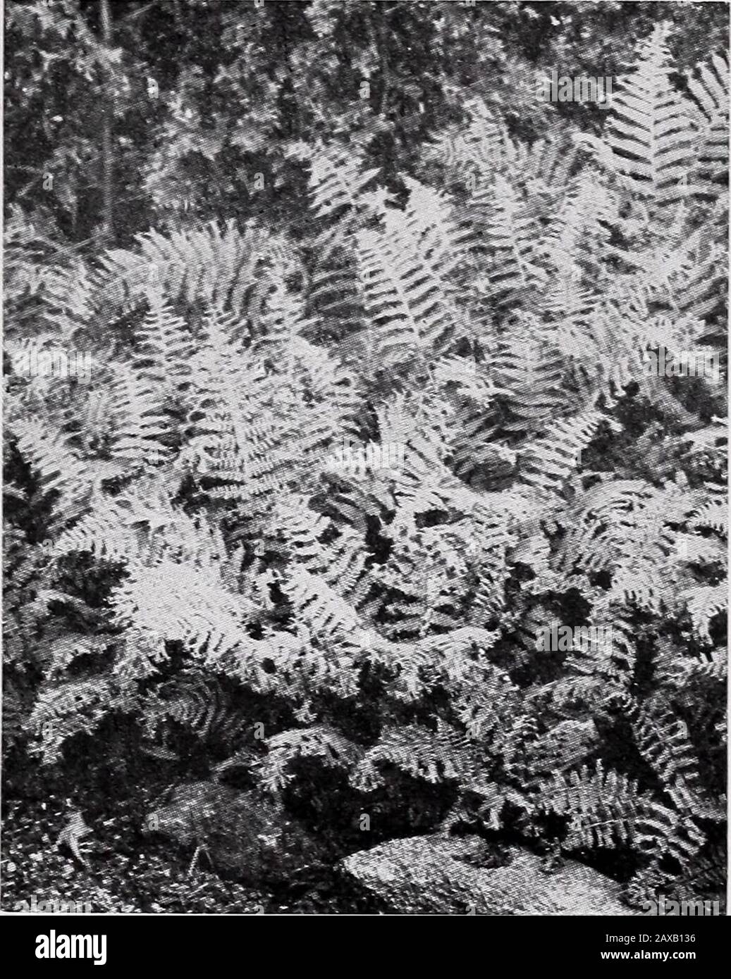 Horsford's Nurseries . Aspidiums are beautiful planted in masses Asplenium ACROSTICHOIDES (A. thelypteroides). Sil-ver Spleenwort. Attains a height of 3 feetand has fronds 3 to 5 inches wide. It is one ofthe Ferns which grow alone if in good, moistsoil. 20 cts. each, §2 per doz. ANGUSTIFOLIUM. Spleenwort. A fine,tall Spleenwort, growing in moist ravines, andoften 3 feet high. Needs shade and a moist,rich soil. 25 cts. each, $2.50 per doz. FILIX-FOZMINA. LadyFern. Has a largernumber of cultivatedforms in Europe thanany other of our commonFerns. One to 3 feet high,with fine, delicate fronds,and Stock Photo