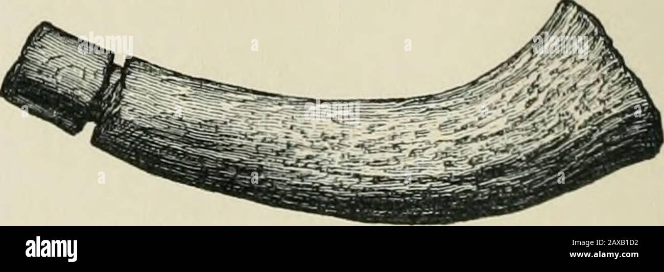 Ancient Scottish lake-dwellings or crannogs : with a supplementary chapter on remains of lake-dwellings in England . Fig. 86.—Horn (i). Fig. 87. -Horn QV EXCAVATION OF A CRANXOG AT LOCHLEE. 115 weapon, being 14 inches long and 9 inches in circumferencenear the burr. Portion of the latter is worn completelyaway by use. Fig. 86 is the root portion of a large antler, Stock Photo