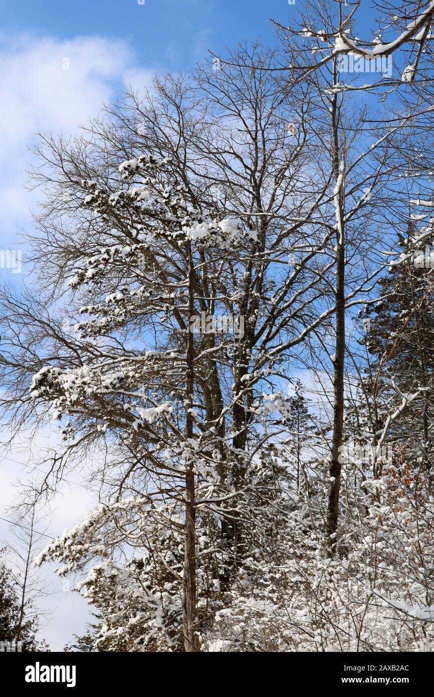 Heally Falls in winter Stock Photo