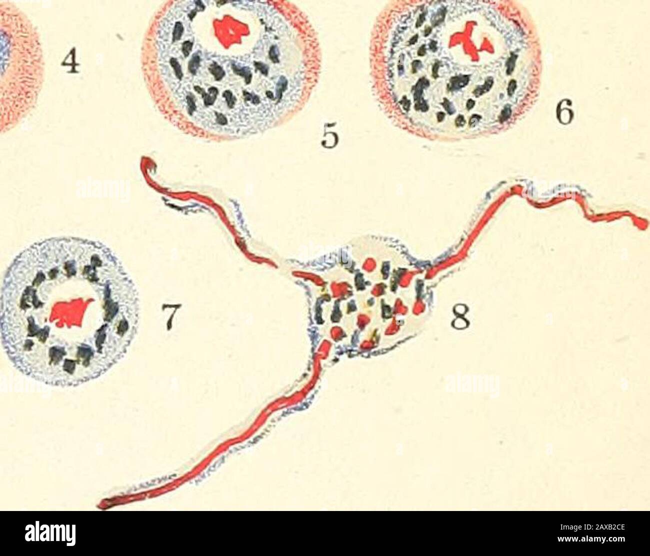 The Malarial Fevers Haemoglobinuric Fever And The Blood Protozoa Of Man Group A Lt 0 1 14 Group B L 1 4 5 6 7 8 9 Group C C F