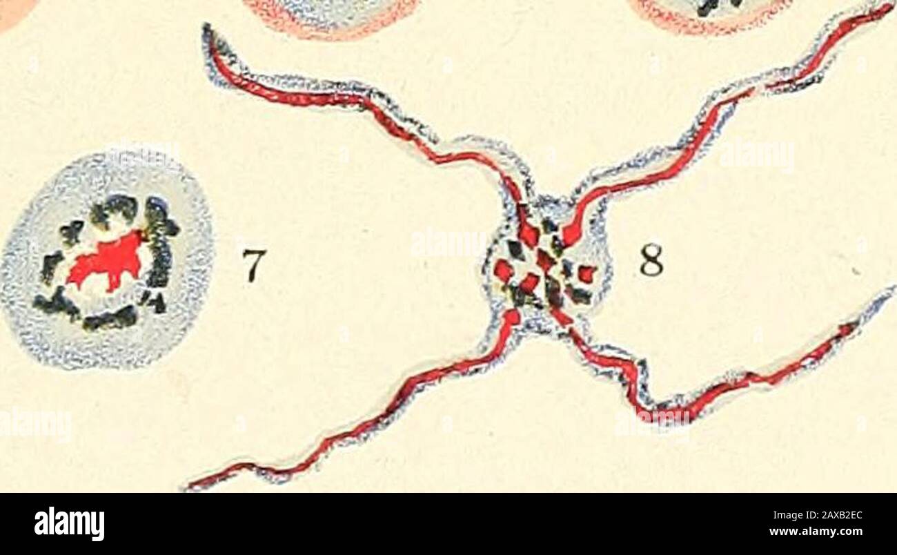 The Malarial Fevers Haemoglobinuric Fever And The Blood Protozoa Of Man Um 10 11 12 13 14 15 Quotidian Aestivo Autumnal Plasmodium 16 A F P 10 11 12 13 Tertian Aestivo Autumnal Plasmodium I Group A Lt 0 1 14 Stock Photo Alamy