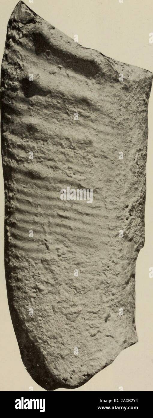 Annals Of The South African Museum Annale Van Die Suid Afrikaanse Museum Fig 18 Ancyloceras Adouliceras Gr Ex Mozambiquense Cooperi Sam Pcm5449 Lateralview Of Shaft From Lubemba Mozambique Lower Aptian Most Common Form Annals Of The South African Museum Annale Van Die Suid Afrikaanse Museum Fig 18 Ancyloceras Adouliceras Gr Ex Mozambiquense Cooperi Sam Pcm5449 Lateralview Of Shaft From Lubemba Mozambique Lower Aptian Most Common Form