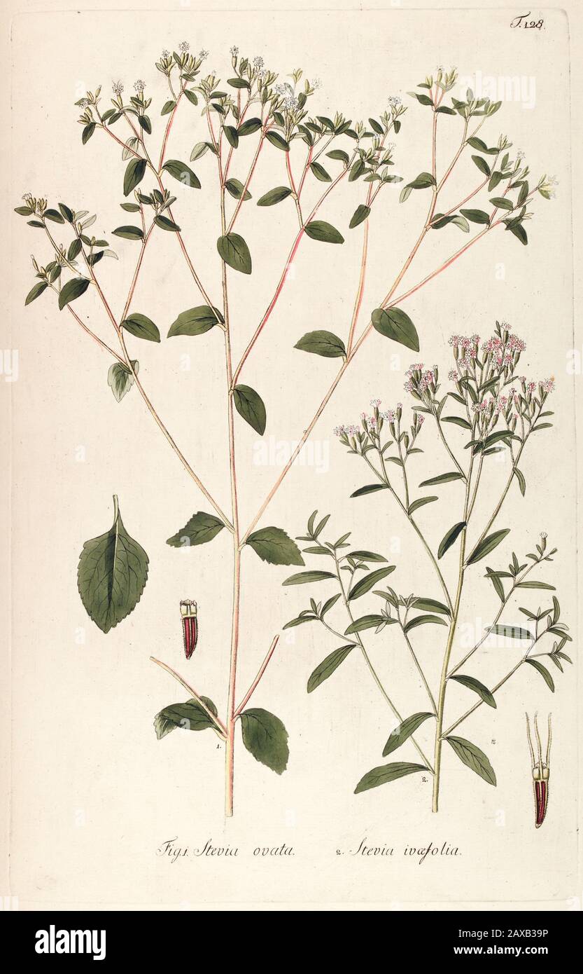 Hand painted botanical study of Stevia ovata and Stevia ivaefolia