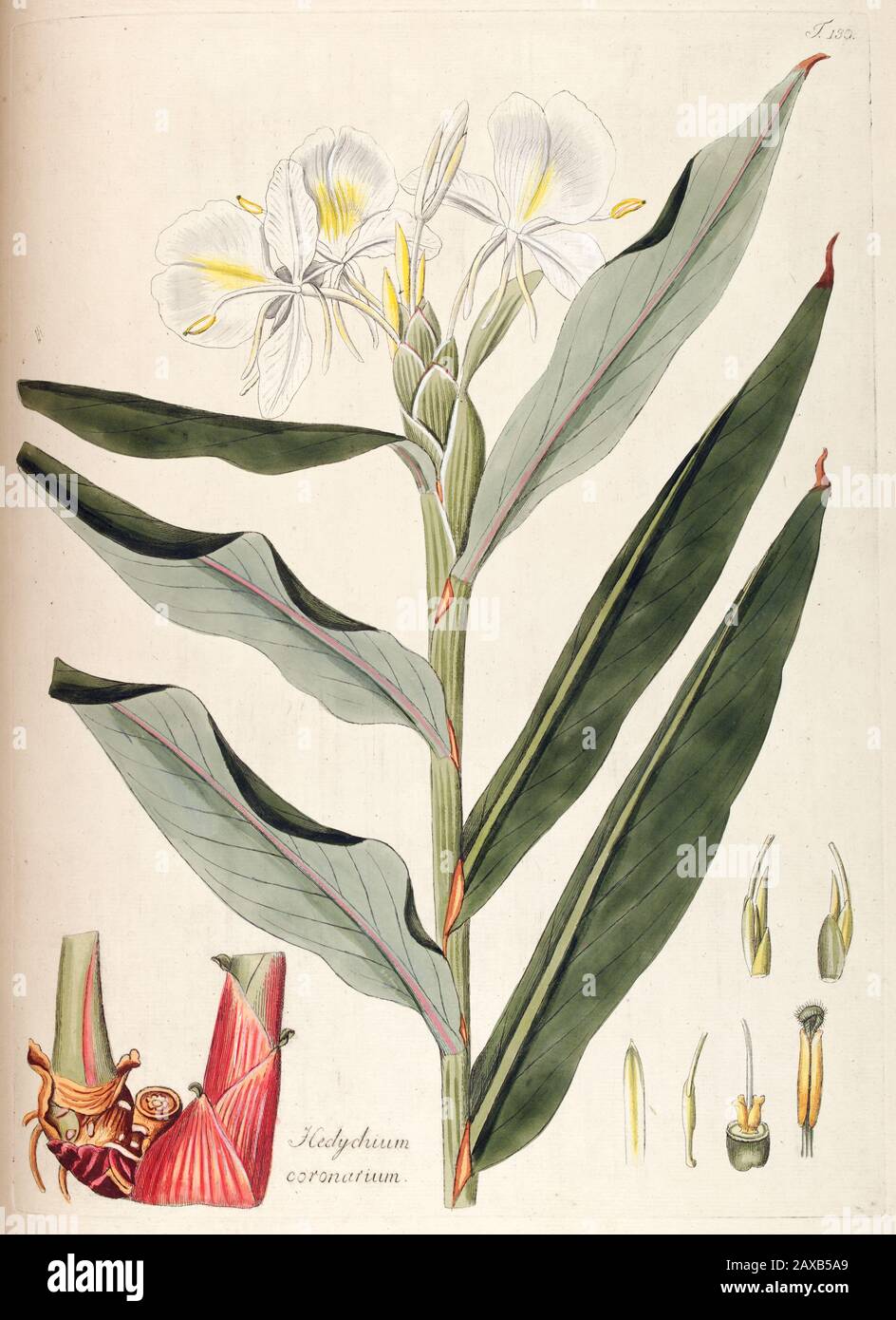 Hand painted botanical study of a Hedychium coronarium (white garland-lily, 'awapuhi-ke'oke'o, gingerlily, white ginger) flower anatomy from Fragmenta Stock Photo