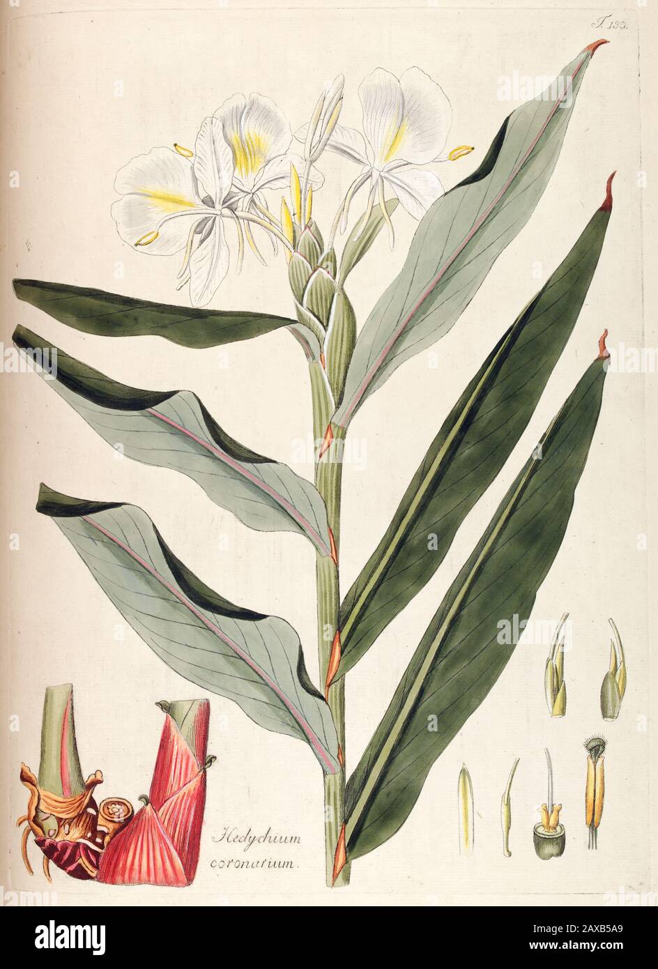 Hedychium coronarium on sale