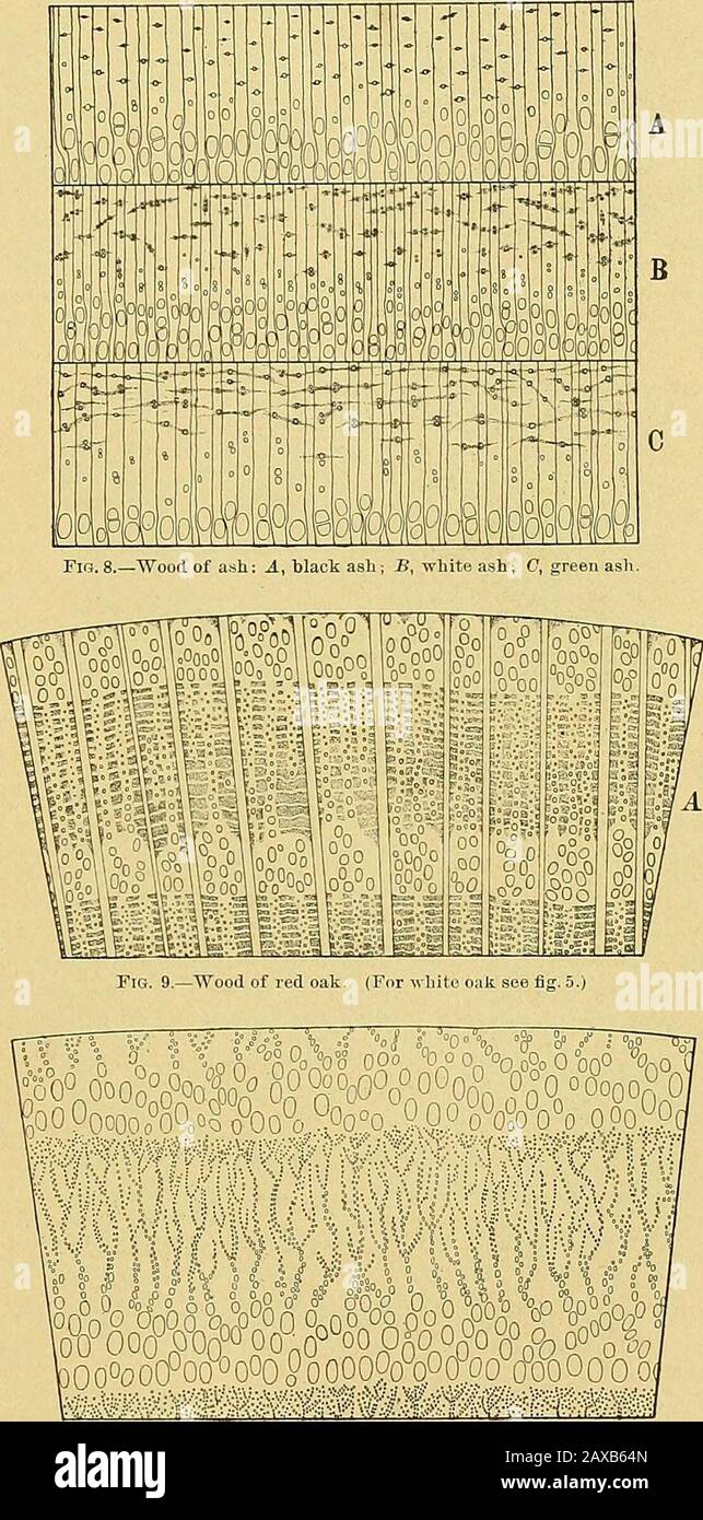 Report upon the forestry investigations of the U.SDepartment of agriculture1877-1898 . so very similar in appeaiauce. The honey locust stands out bythe conspicuousuess of the pith rays, especially on radial sections, on account of their height, while the black locustis distinguished by the extremely great weight andhardness, together with its darker brown color. AMERICAN WOODS. 103 The ashes, elms, hickories, and oaks may, on casual observation, appear to resemble one another on account ofthe pronounced zone of porous spring wood. The sharply defined large pith rays of the oak exclude these at Stock Photo