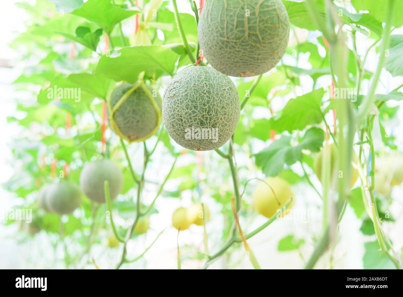 Fresh melon in greenhouse Stock Photo Alamy