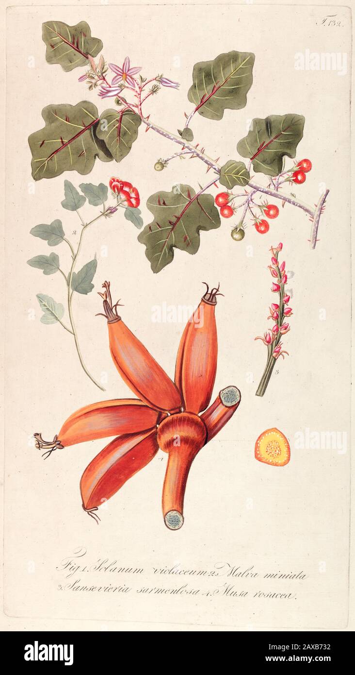 Hand painted botanical study of Solanum violaceum Ortega, Malva miniata, Sansevieria sarmentosa and Musa rosacea (Musa ornata) flowers from Fragmenta Stock Photo