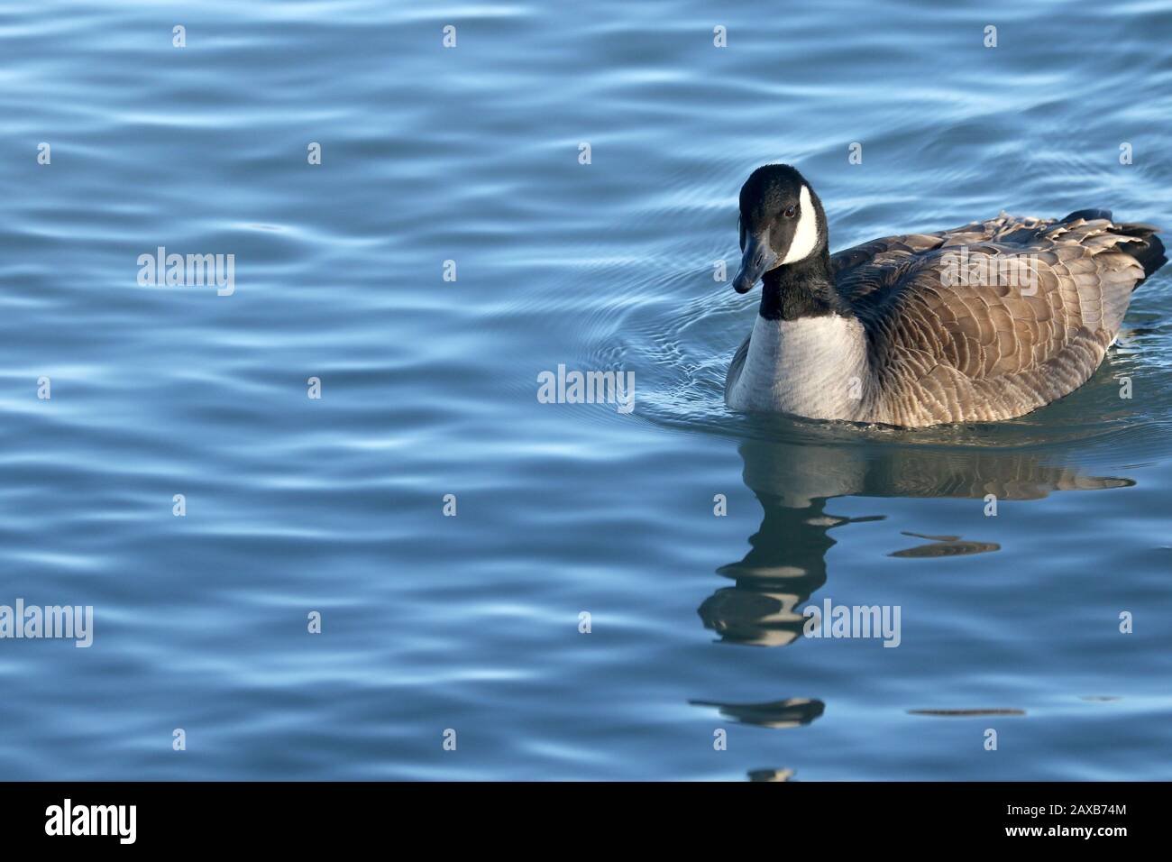 Canadian Geese at Lake Ontario Stock Photo Alamy