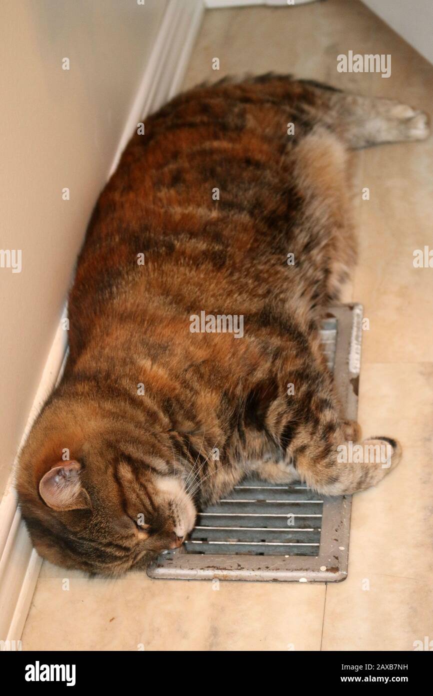 Cat sleeping on heat vent Stock Photo Alamy