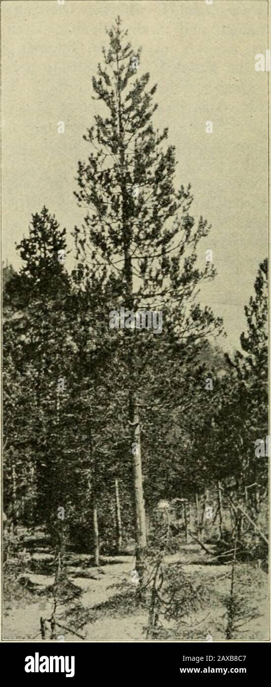 Page 3 Pinus M High Resolution Stock Photography And Images Alamy
