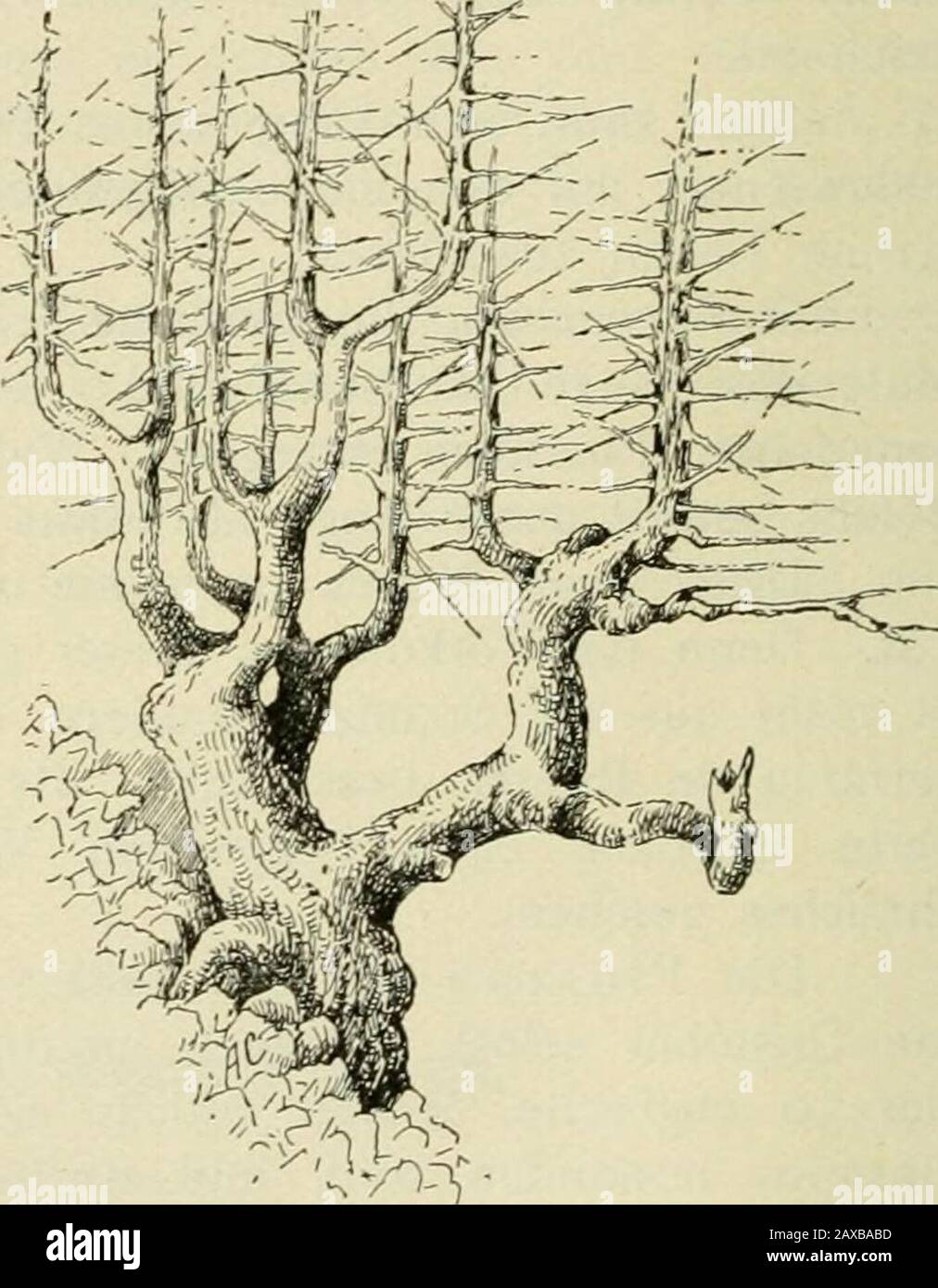 Mitteilungen der Deutschen Dendrologischen Gesellschaft . Häufig vorkommender, natürlicher, vielstämmiger Wuchs der Abies Pinsapo. der Felstrümmer hervor. Einige noch aufrecht, andere hingestürzt und halbvergraben,aber die großen weißen Äste gen Himmel streckend, wie in hilfesuchendem Todeskampf. Die Pinsapoforsten des San Cristobal sind eine der auffälligsten Erscheinungenim Landschaftsbilde der andalusischen Gebirge. Etwa drei englische Meilen breit bedecken sie den ganzen Halbkreis desAmphitheaters der Berglehne. Ihre dunkelgrünen Massen kontrastieren seltsam mitdem weißen Felsgestein oder Stock Photo