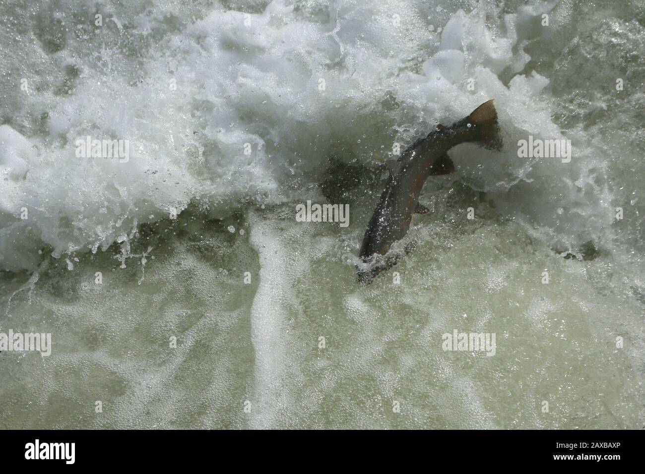 Salmon jumping up fish ladder Stock Photo Alamy