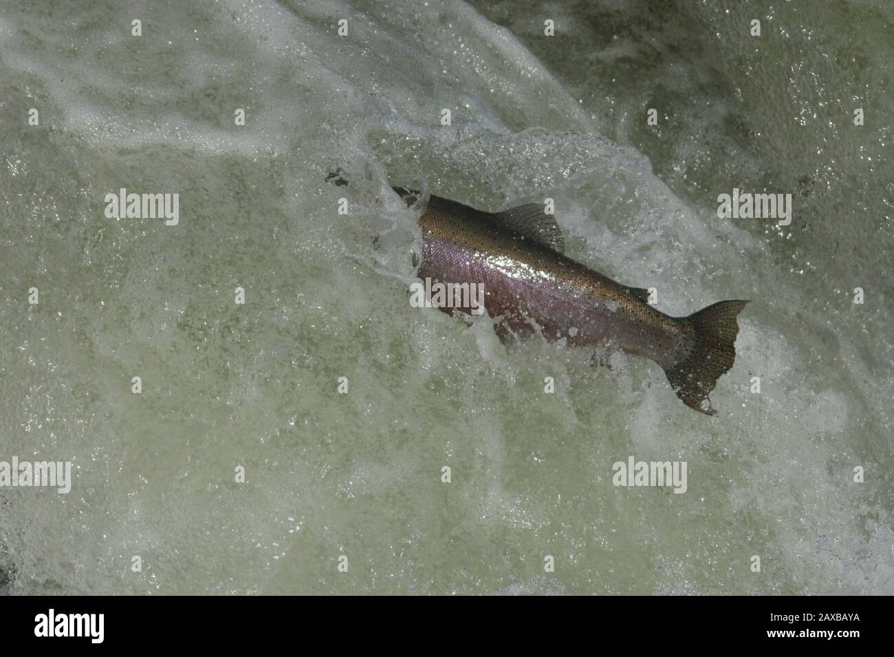 Salmon jumping up fish ladder Stock Photo Alamy
