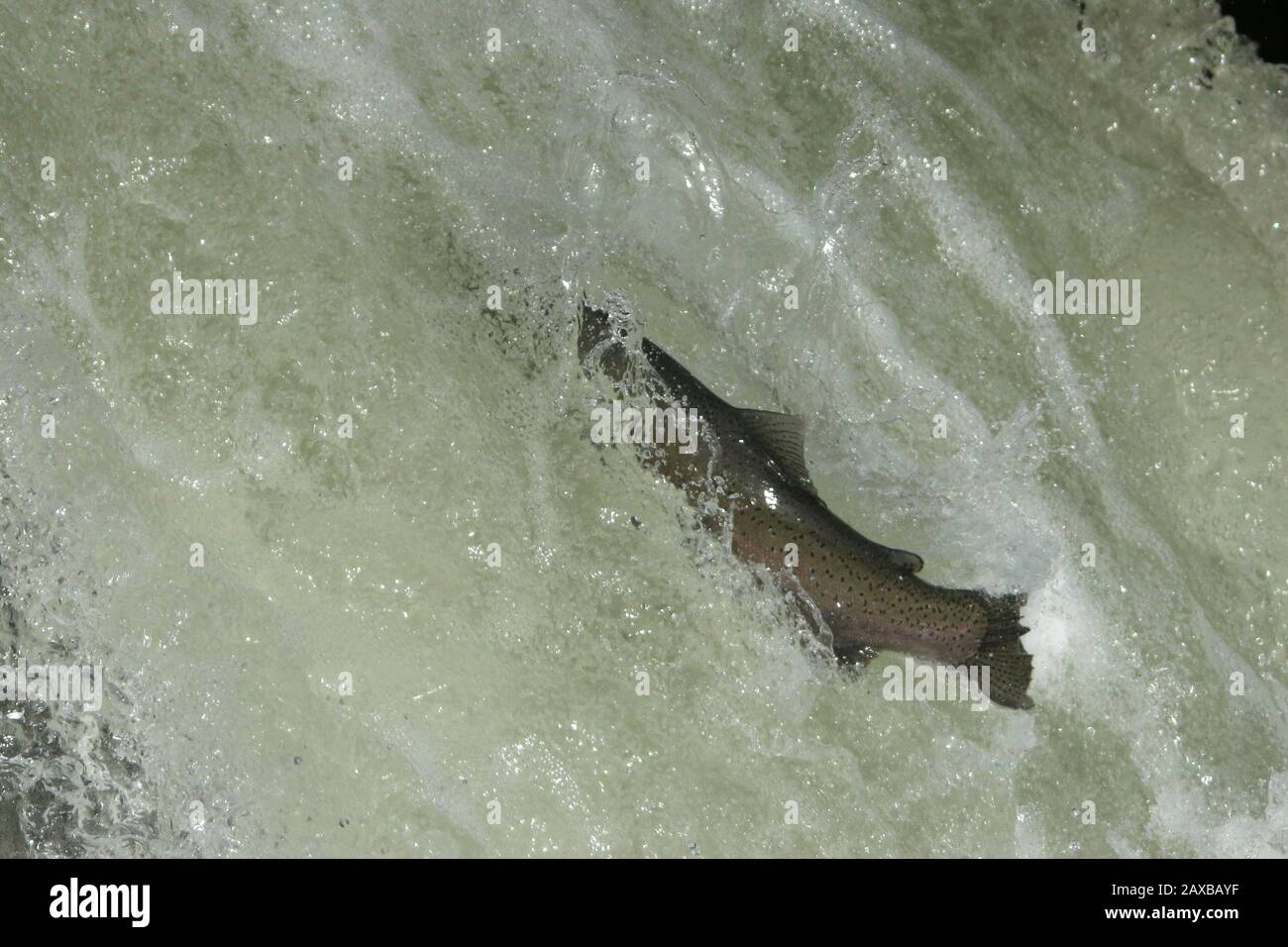 Salmon jumping up fish ladder Stock Photo Alamy