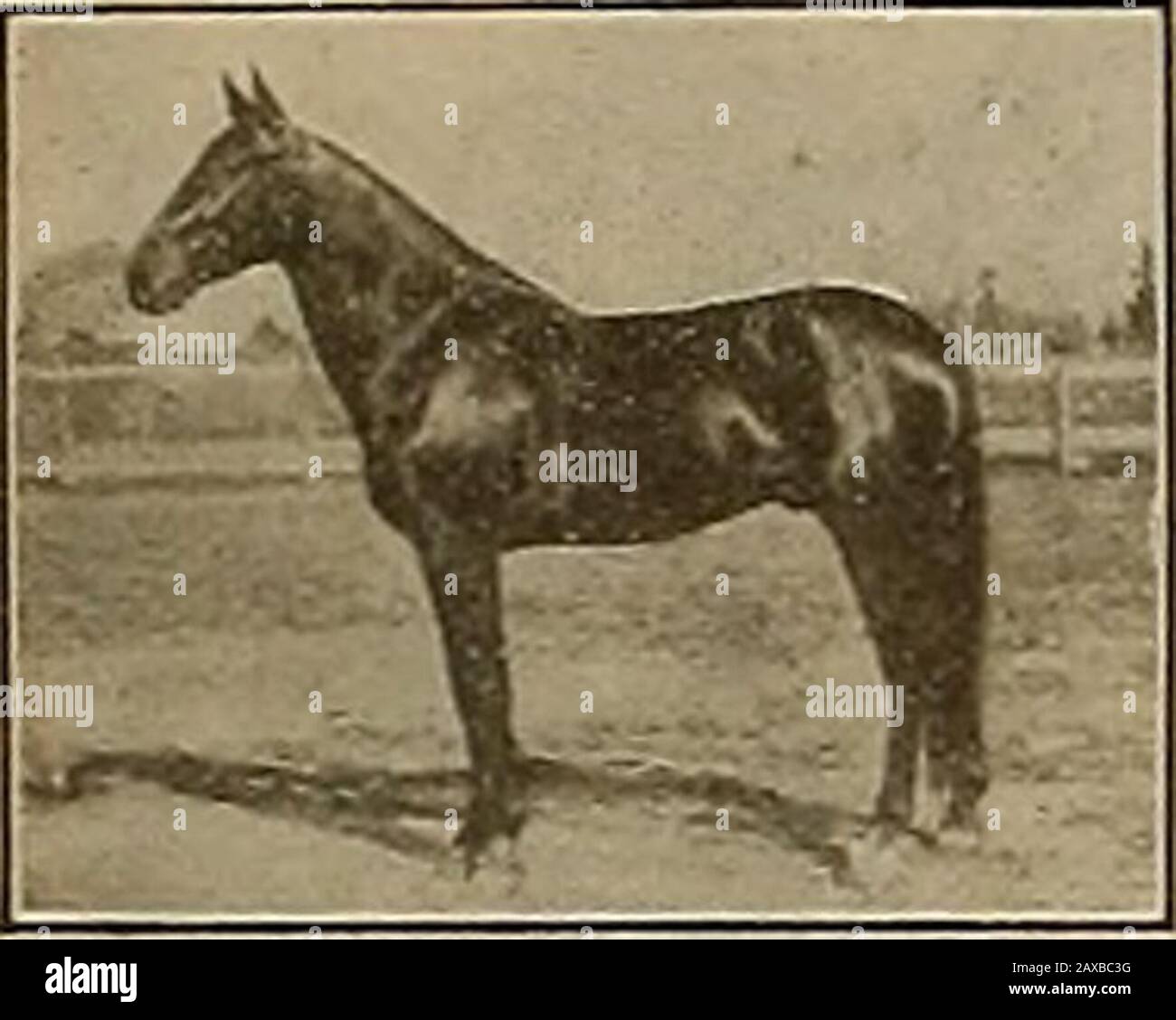 Breeder and sportsman . than there are starters. Acolt distancing the field will be entitled to first and fourth moneys only,and in no other case will they be entitled to more than one money. Otherthan specified, rules of the National Trotting Association to govern. Forfurther particulars address M. D. WISDOM, Hamilton Bldg., Portland, Oregon. Bon Voyage (3) 2:125 Reg. No. 39813 As a two-year-old won $9500 Champion two-year-old and champion two-year-old moneywinner of 1904. Record 2:15. As a three-year-old won $11,500 Champion three-year-old stallion and champion three-year-oldmoney winner of Stock Photo