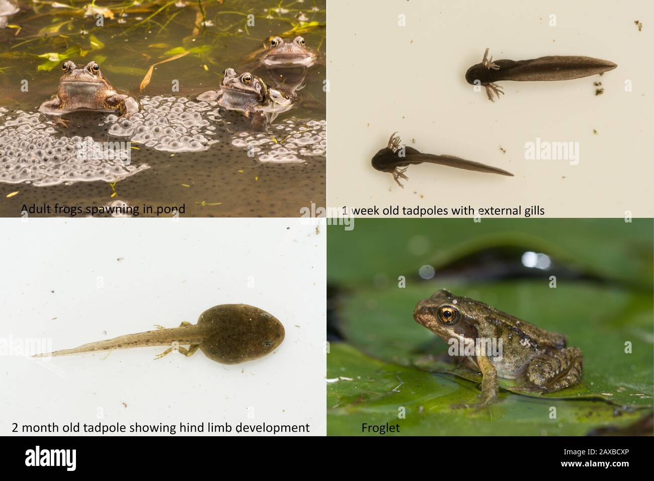 Life cycle of the common frog (Rana temoraria), showing stages of metamorphosis from frog spawn to tadpoles, leg development and froglet Stock Photo