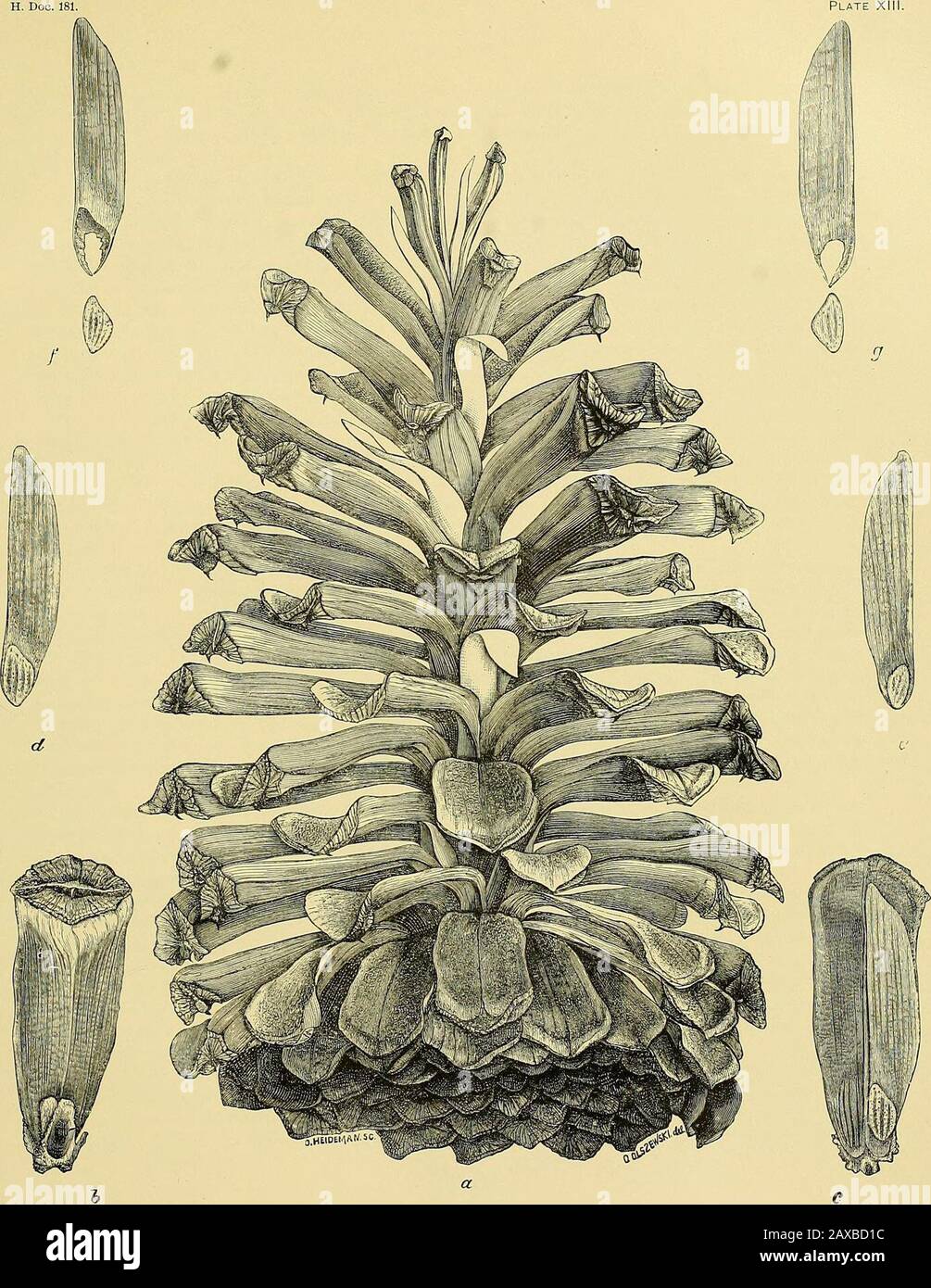 Report upon the forestry investigations of the U.SDepartment of agriculture1877-1898 . LoNGLEAF Pine (Pinus pauustris) : Male and Female Flowers. a fi-uiting branch with female aments at tip, and one and two seasons cones; b. maleaments; f, female ament; d. saed-beai-ing scales; c, /, male aments g, detached anthers; It, i, detached lemale flowers.. LoNGLEAF Pine (Pinus palustris Mill.): Fruit. a, open cone, natural size; b, c, detached scales, dorsal and ventral; d, e,f, g, seeds with wing-s. CUBAN PINE. 77 prevailing- at present, trees of such small size are tapped that they are unable to re Stock Photo