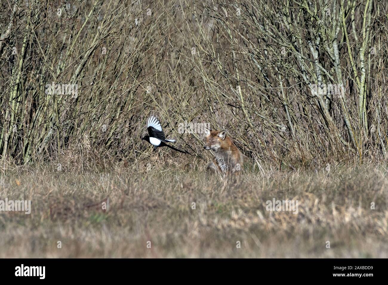 Red Fox (Vulpes vulpes) and Magpie (Pica pica). Bialowieza, Poland Stock Photo