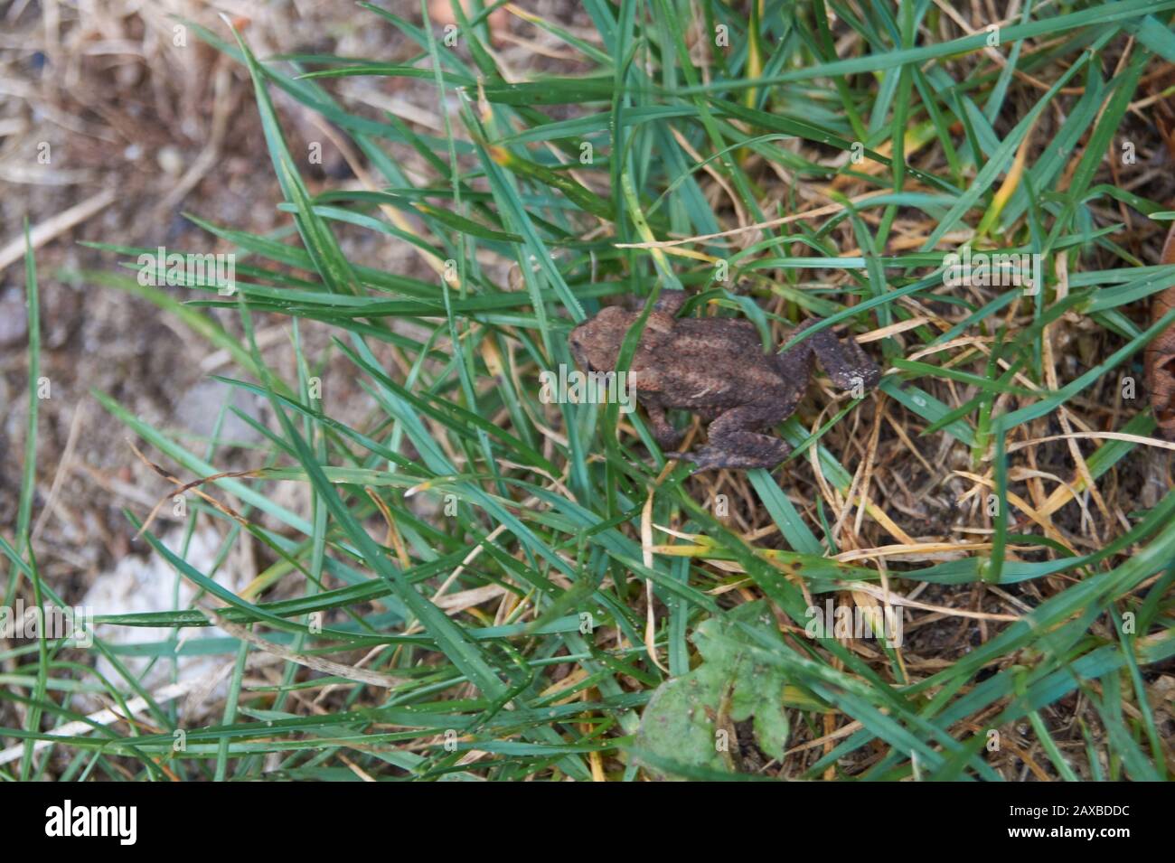 Tiny frog in garden grass Stock Photo