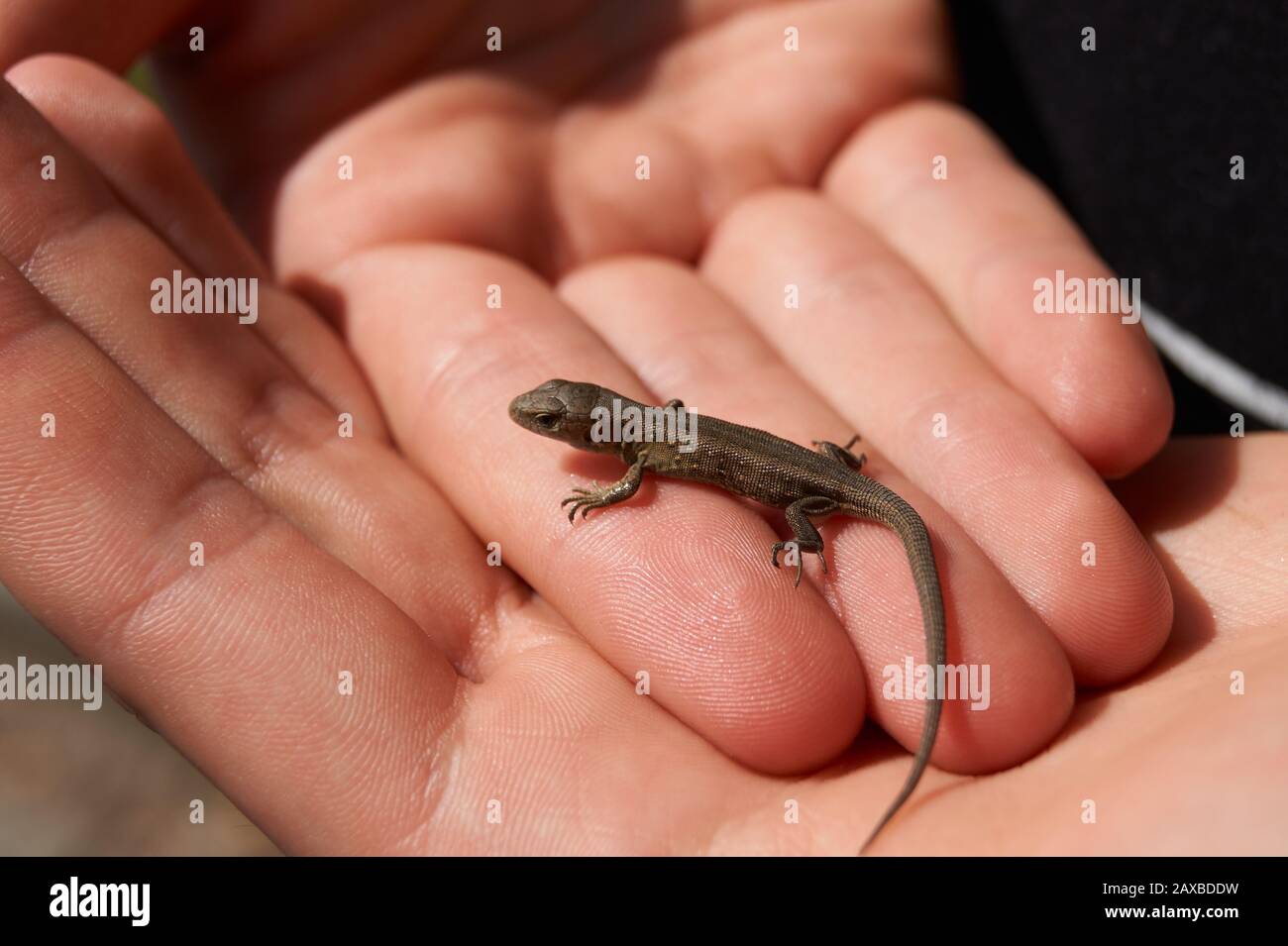 Tiny Lizard High Resolution Stock Photography And Images Alamy Tiny Lizard High Resolution Stock Photography And Images Alamy