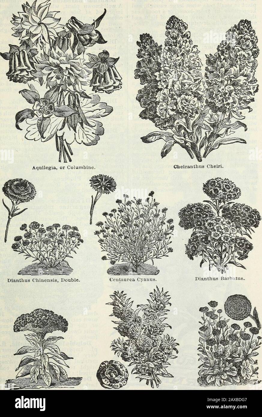 Steckler's seed catalogue and garden manual for the southern states : 1902 . bri Japan Clover is ths only southern clover planted from March to April GARDEN MANUAL FOR THE SOUTHERN STATES. 185. Celosia Cristata. Balsamina Camelia-Flowered. Calendula Officinalis. Budded .tecan Titee is a sure inyesunent. 206 J. STKCKLER SEED CO., LTD., ALMANAC AND m August and September in pots, trans-plant in small pots when large euough, andkeep either in green-house or a room nearthe Window, and give plenty of light andair. Keep bulbs dry during summer. Price,per packet, 25 cents. Correopsis. (Calleopsis.) B Stock Photo