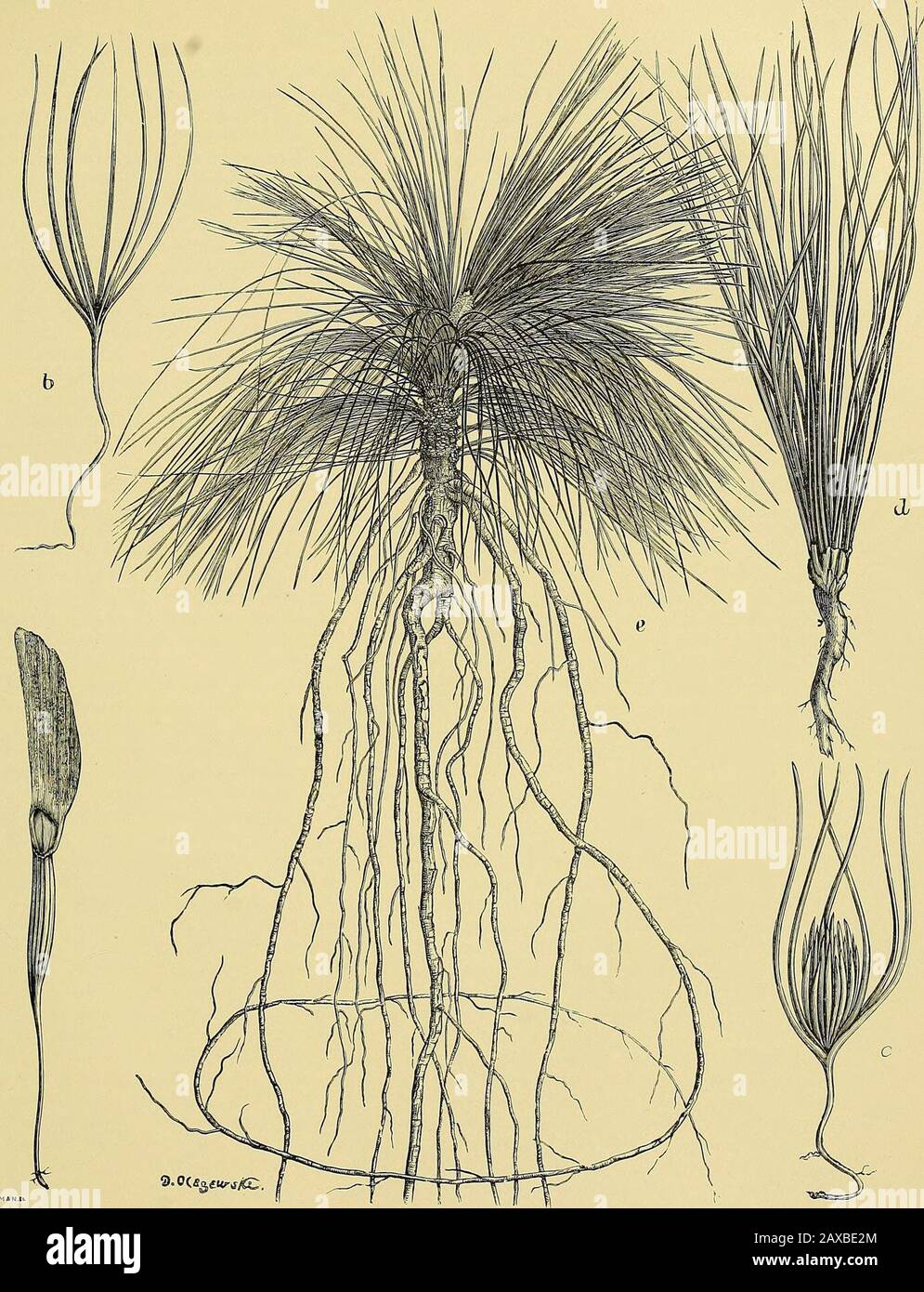 Report upon the forestry investigations of the U.SDepartment of agriculture1877-1898 . LoNGLEAF Pine iPinus palustrisj Typical Tree.. PINUS PALUSTRIS: SEEDLINGS AND YOUNQ PLANT. , germiaating seed; fc, young seedling just unfolded; c, seedling unfolding primary leaves; d, foliage leaves at end of season; e, young tree, 3 to 4 years old- one-third natural size. GROWTH AND DEVELOPMENT. 75 of tbeir age. As far as coakl be observed the growth proceeds equally slowly during the fifth andsixth years, the plant at the end of that period being from 5 to 7 or 7J inches in length. Stage of rapid groirth Stock Photo