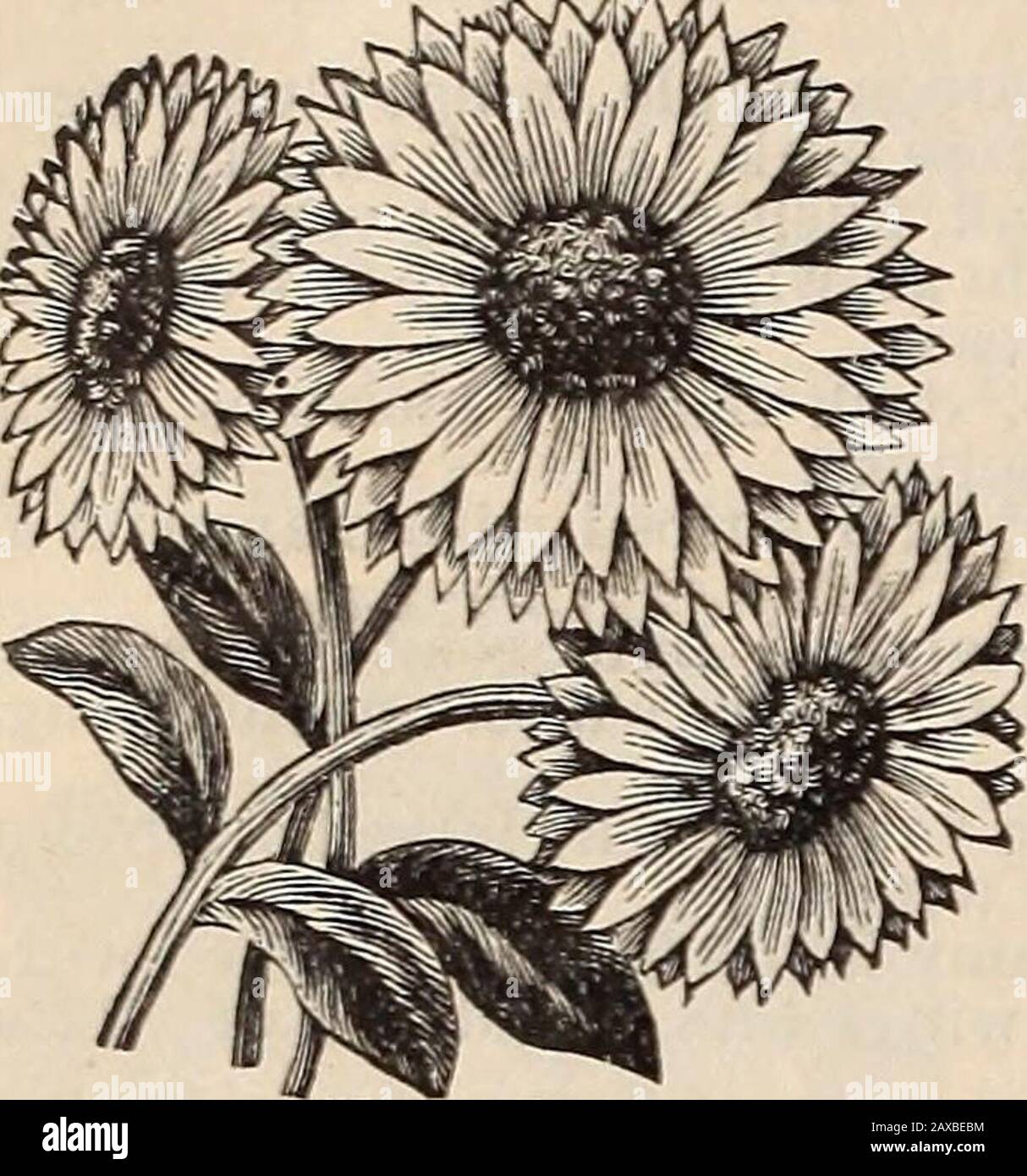 Garden, field and flower seeds . wers.IncanaHybrida,Pkt., 5cts.WAITZIA.Flowers in clusters, andshould be picked early beforecentre becomes discolored.Grandiflora. Golden yel-low, . Pkt., 10 cts. XER ANTHEMU S.This is the most sbowyclass of Everlastings, bearingfine double flowers.Mixed. Purple, rose and Xeranthemum. white, Pkt, 5 cts. ORNAMENTAL GRASSES.Agrostis Nebulosa. Fine andfeathery ; H. A. Pkt., 5 cts.Arundo Don ax. Silveryplumes, large size; H. P. Pkt.,5 cts. Avena Sterilis (Animated Oats). Very curious; H. A. Pkt., 5 cts.Briza Gracilis,) Quakingv Grasses. H.Briza Maxima,) A. Pkt., 5c Stock Photo