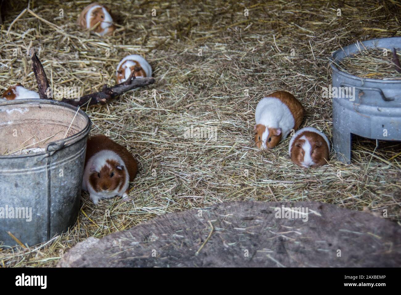 pied guinea pigs in the straw Stock Photo Alamy
