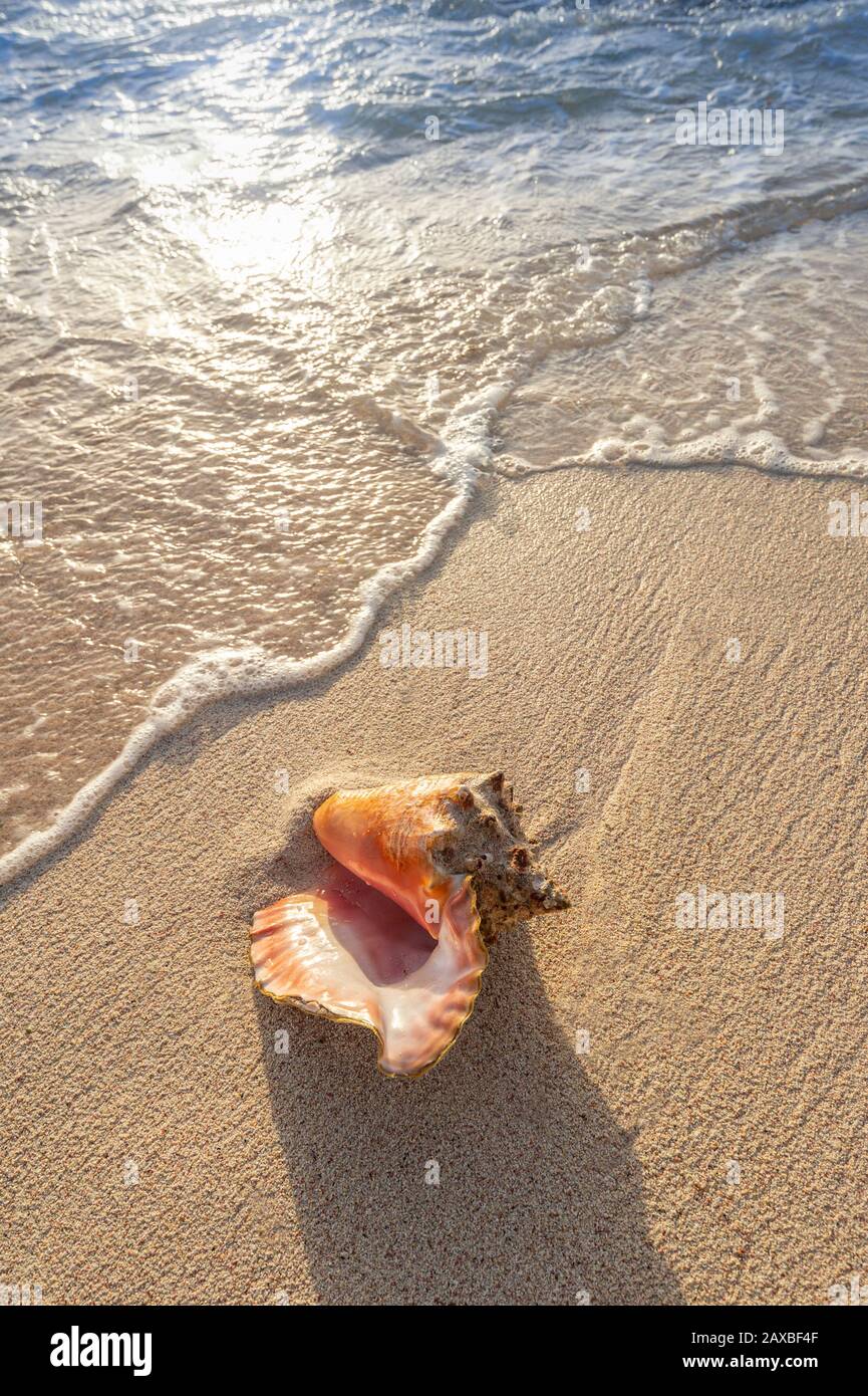 Conch shell washed ashore on beach, Grand Cayman Island Stock Photo