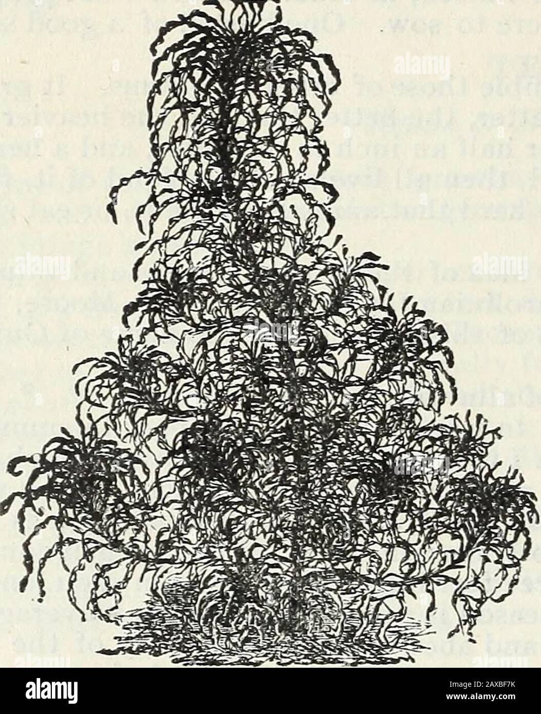 Steckler's seed catalogue and garden manual for the southern states : 1902 . ize.Watering should be done carefully, and if not done with a syringe, a watering oo1. wheKethe holes of the spout are very fine, should be used.   ^   ^  When in doubt consult Steckler. 102 J. STECKLER SEED CO., LTD.. ALMANAC AND By setting the plants out, or sowing the seeds in the border, consideration should betaken of the height, so that the taller varieties may be in the middle and the dwarf kindson the edge of the bed. The seeds are put up in 5c. and 10c. packages, 15 and 20 packages for one dollar, except afew Stock Photo