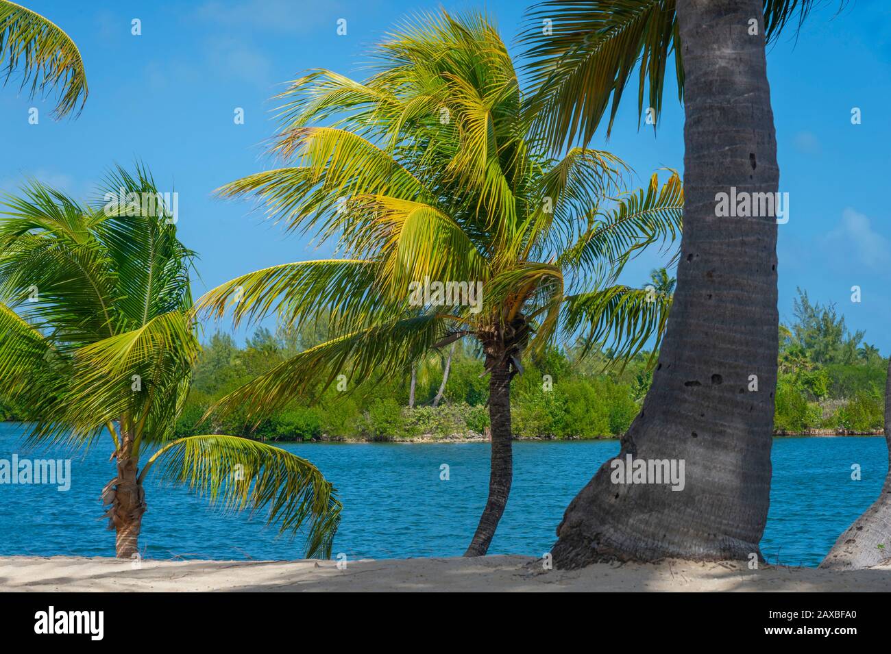 Palm trees and shadows on perfect sandy beach at calm waters edge Stock Photo