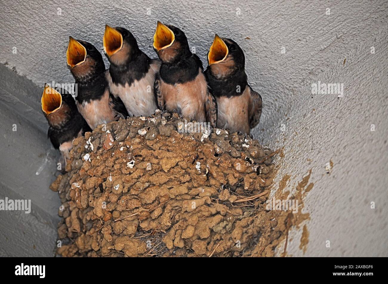 Little Swallows in a nest Stock Photo Alamy