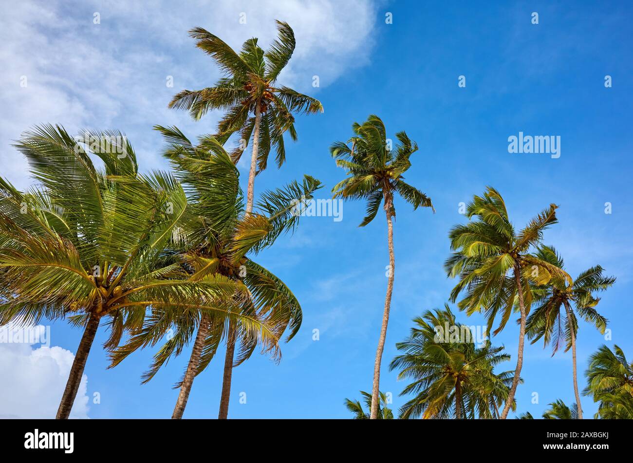 Coconut palm trees against the sky on a sunny day. Stock Photo