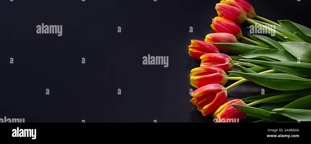 Spring flower banner. Red tulips on a black background with place for text. Woman day concept. Close up. Stock Photo