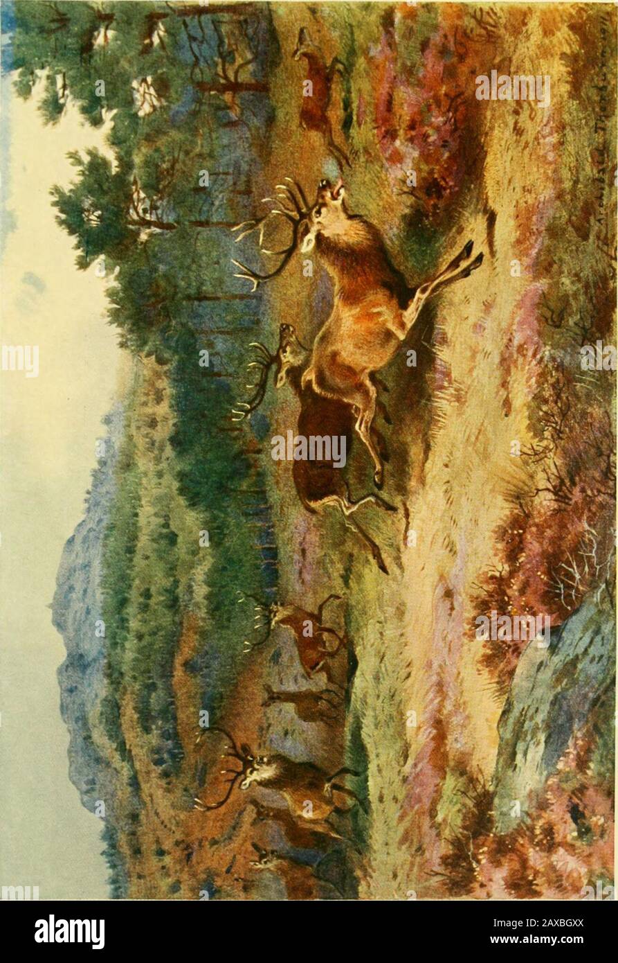 King Edward Viias A Sportsman Deer Drive At Balmoral From A