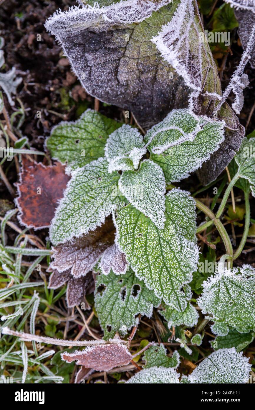 Plants covered with frost hires stock photography and images Alamy